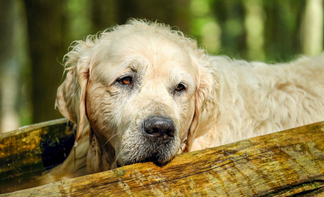 Cognitive Dysfunction and Your Dog