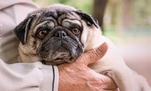 Dogs with Dementia - Cognitive dysfunction in dogs is more common than people might think