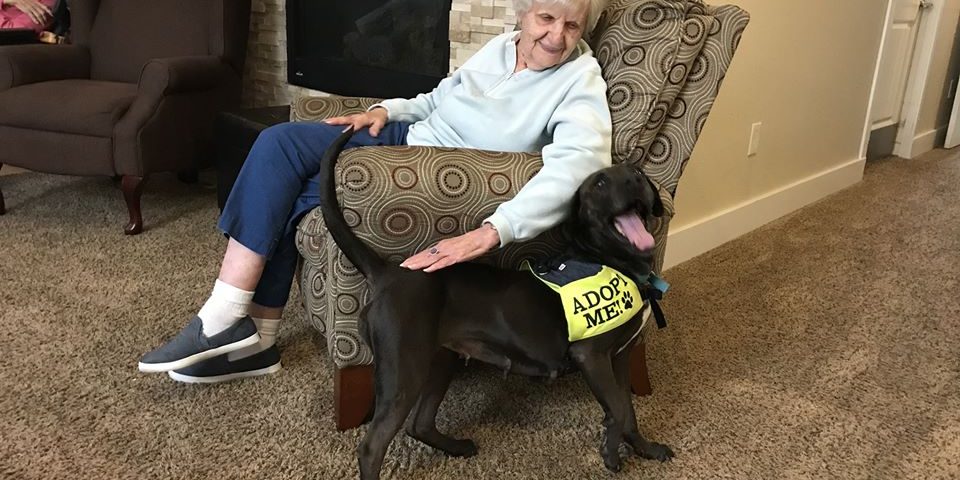 Dogs at Applewood Our House