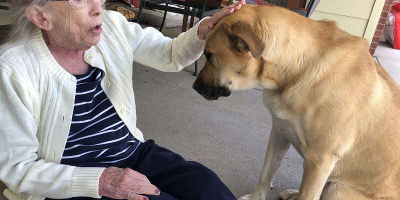 Pet Therapy as a part of memory care activities