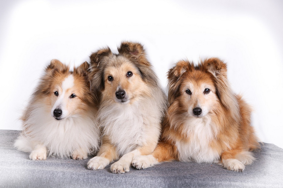 Best Dog Breeds for Senions Shetland-Sheepdog