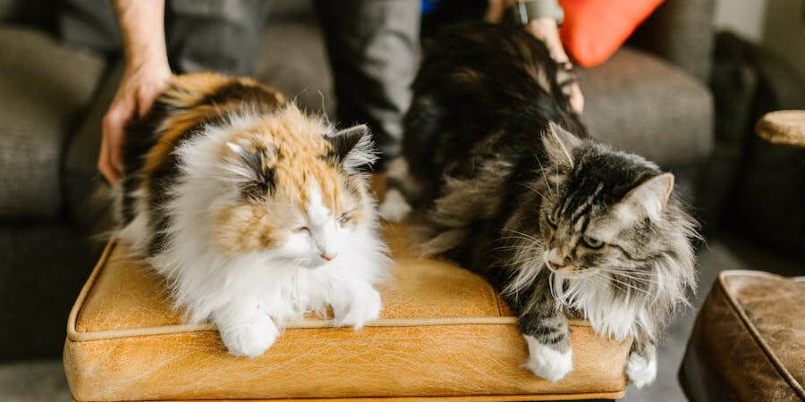 The Similarities Between Dementia in Cats and Humans The Similarities Between Dementia in Cats and Humans