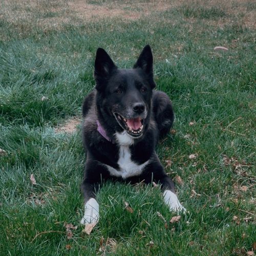 Diamond-Golden-House-0326