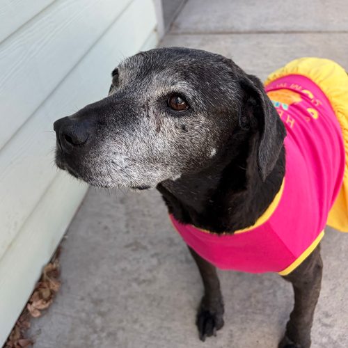 Dolly-Van_Gordon_house0320261