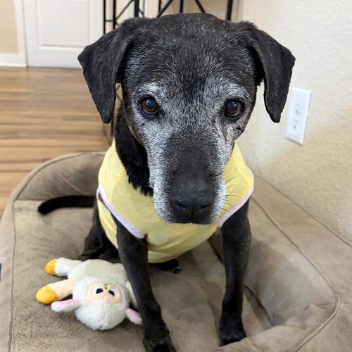 Dolly-Van_Gordon_house0320262