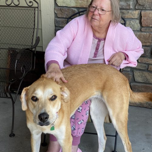 Our Resident House Dogs Applewood Our House