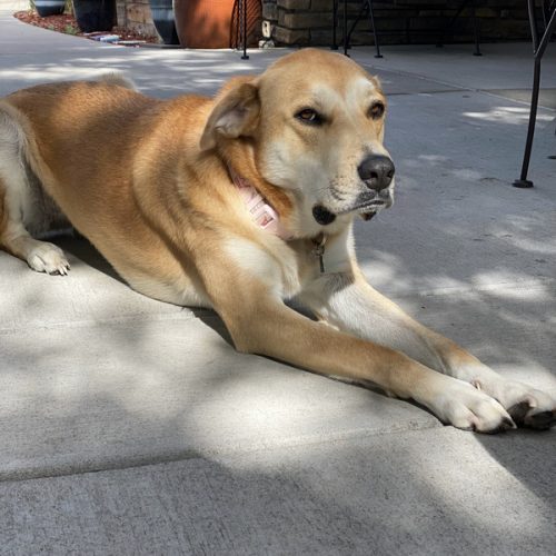 Our Resident House Dogs Applewood Our House