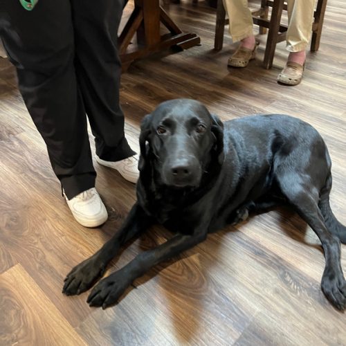 Our Resident House Dogs Applewood Our House