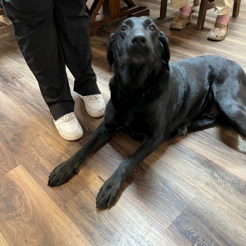 Our Resident House Dogs Applewood Our House