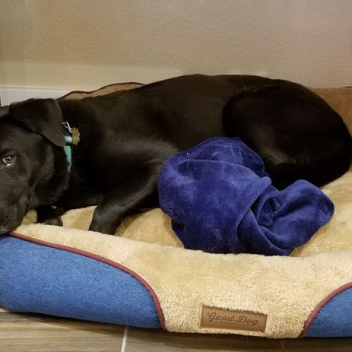 Our Resident House Dogs Applewood Our House