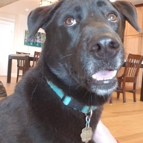 Our Resident House Dogs Applewood Our House