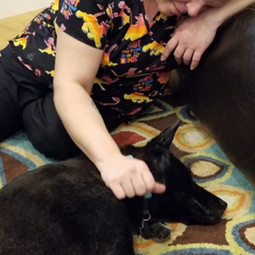 Our Resident House Dogs Applewood Our House