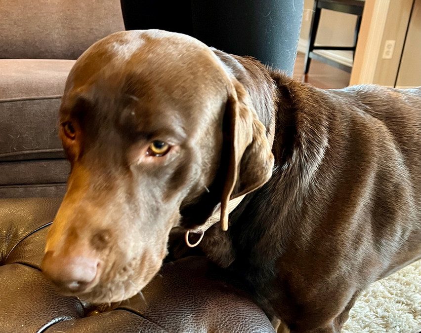 The Importance of Animal Rescue in Memory Care in 2024