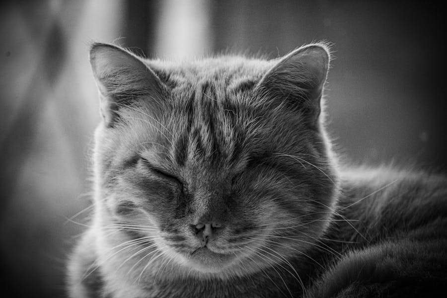 What Can You Do for a Cat Who is Getting Forgetful