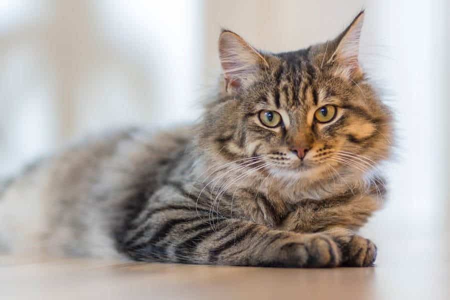 What Dementia Looks Like In Cats