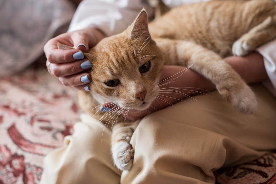 Why Cats May Help People and People Might Help Cats